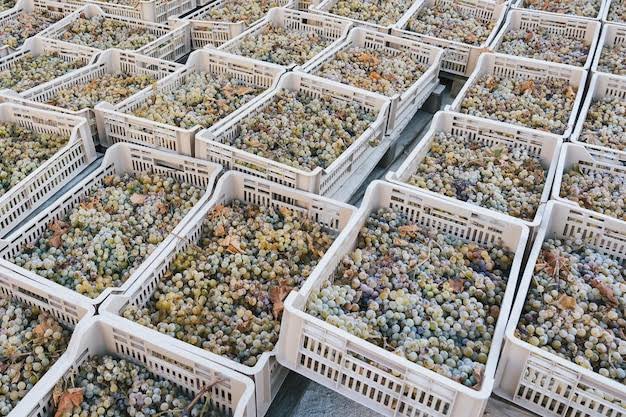 Solar Mesh Drying Yard in Solapur Grapes Valley