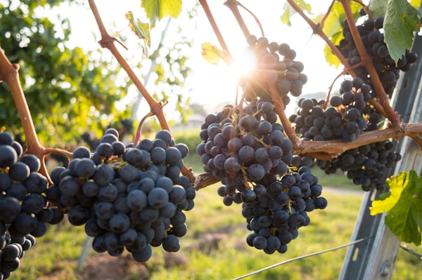 Direct Farm Plucking & Fresh Grapes Cluster Inspection